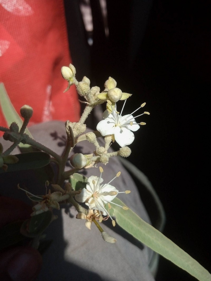 Morisonia angustifolia