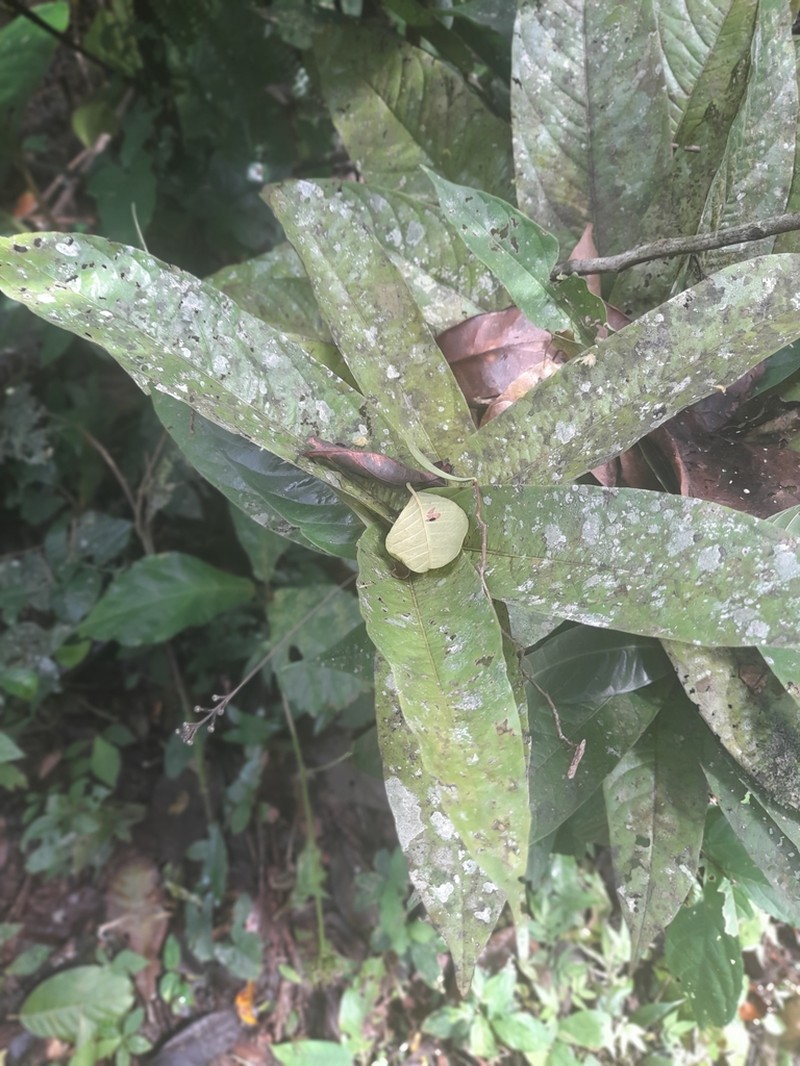 Morisonia antonensis