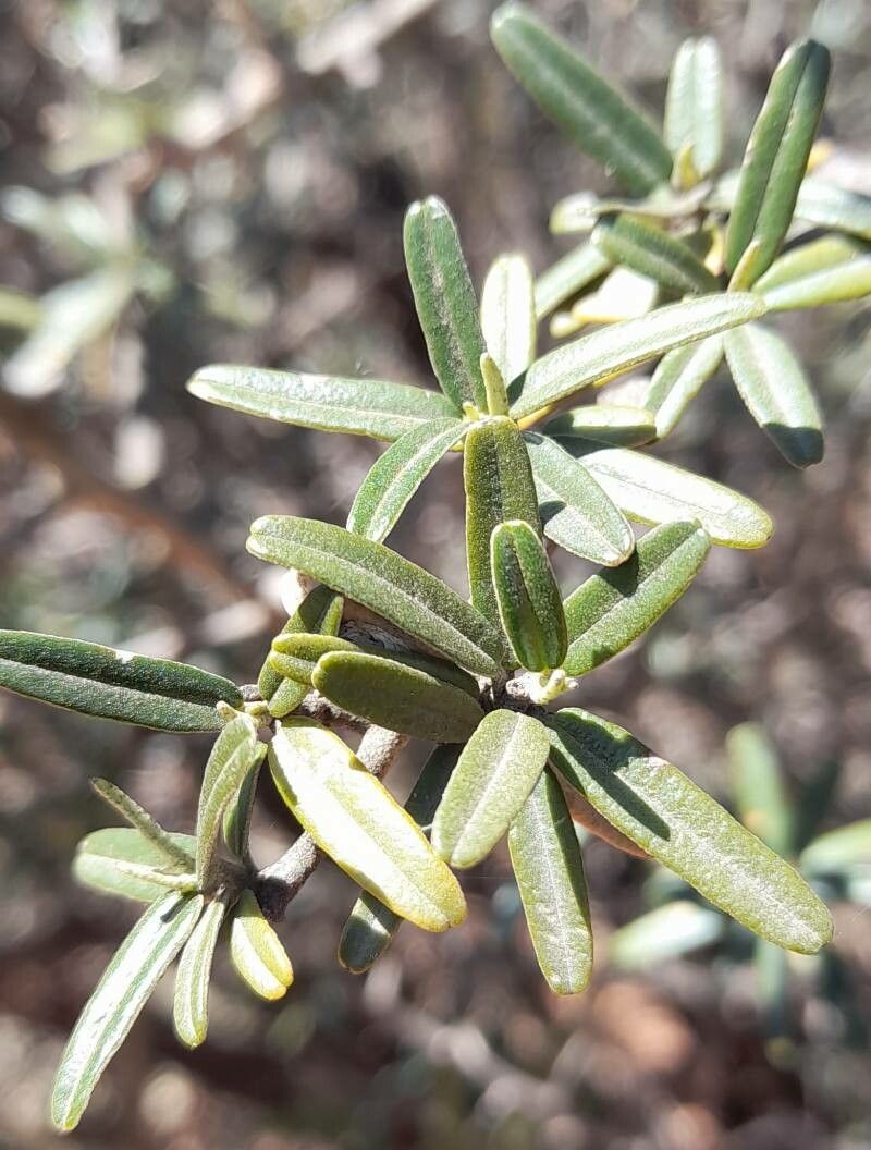 Vomitbush