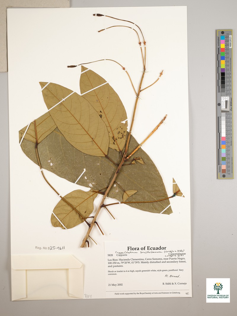 Morisonia bonifaziana