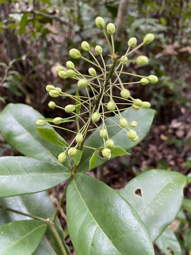 Morisonia brasiliana