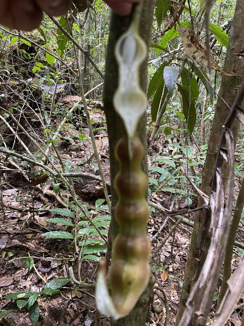 Morisonia brasiliana photo 2