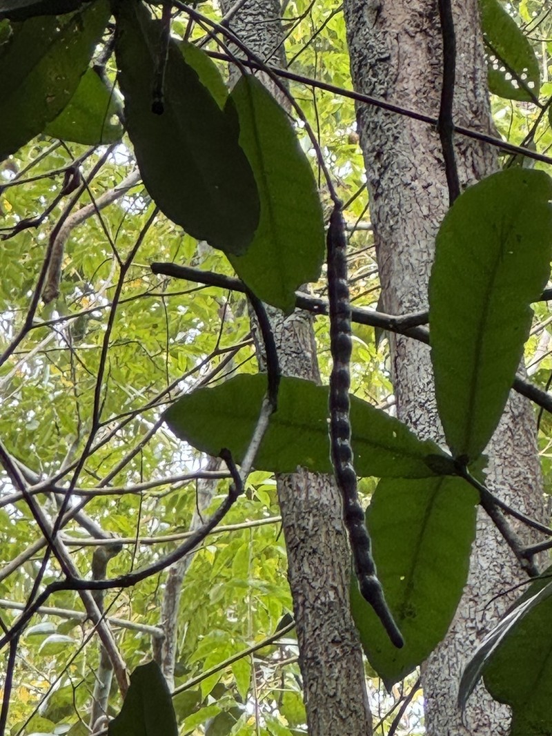 Morisonia brasiliana photo 3