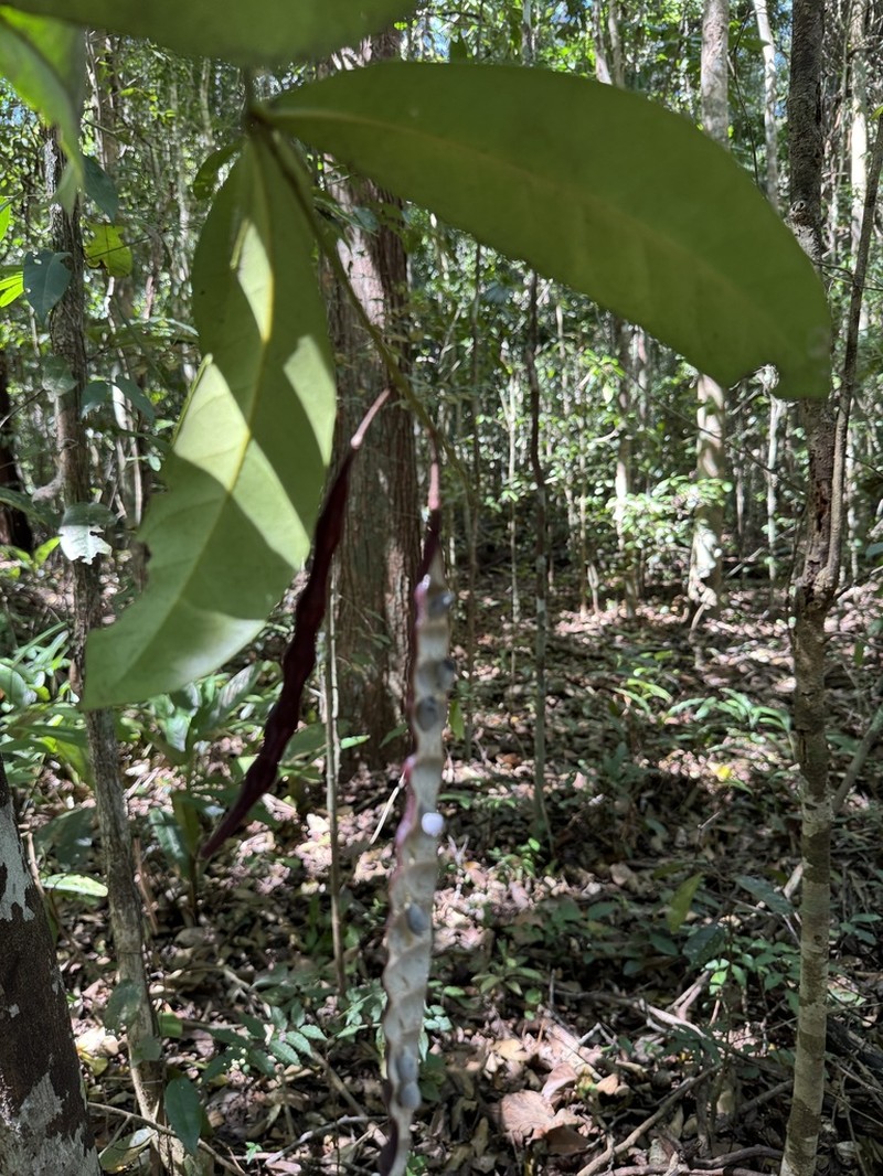 Morisonia brasiliana photo 4