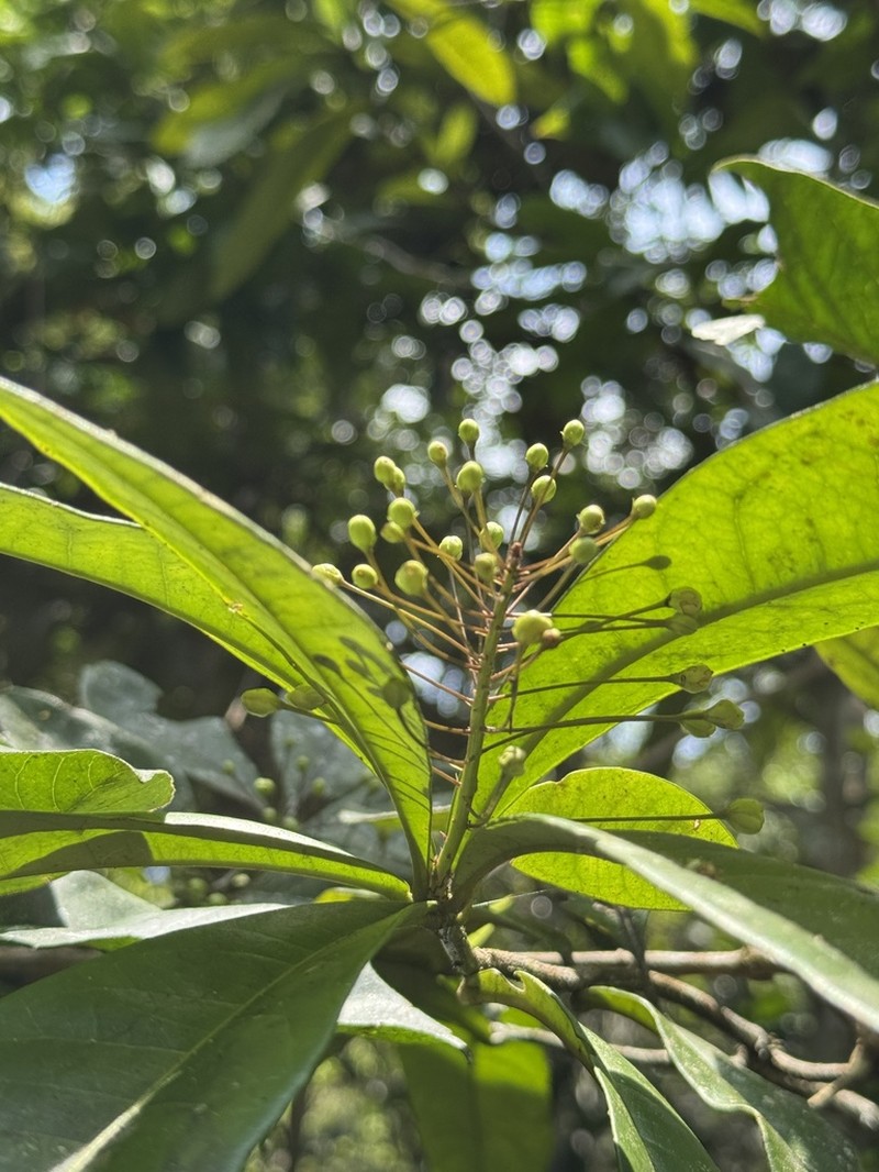 Morisonia brasiliana photo 5