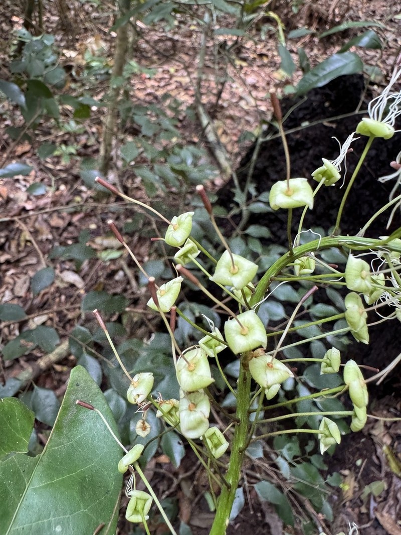 Morisonia brasiliana photo 6