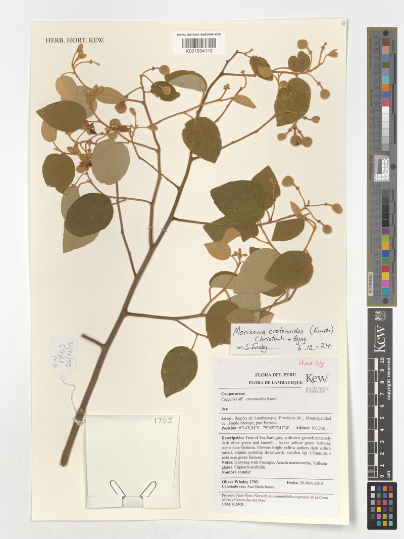 Morisonia crotonoides