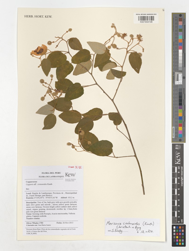Morisonia crotonoides photo 2