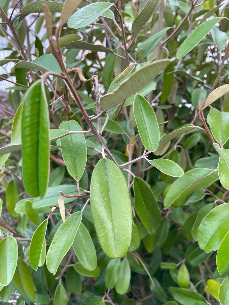 Jamaican Caper