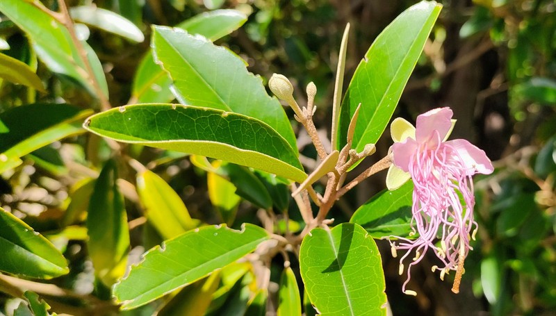 Jamaican Caper photo 3
