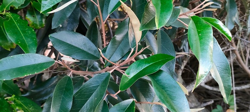 Jamaican Caper photo 4