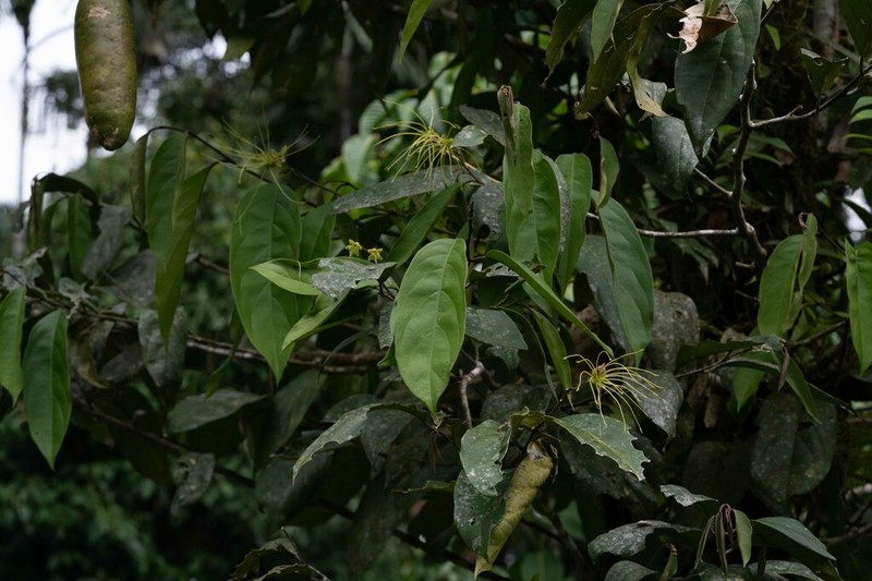 Morisonia detonsa