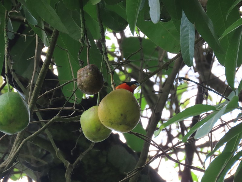 Morisonia didymobotrys