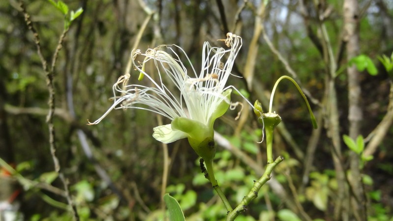 Morisonia didymobotrys photo 2