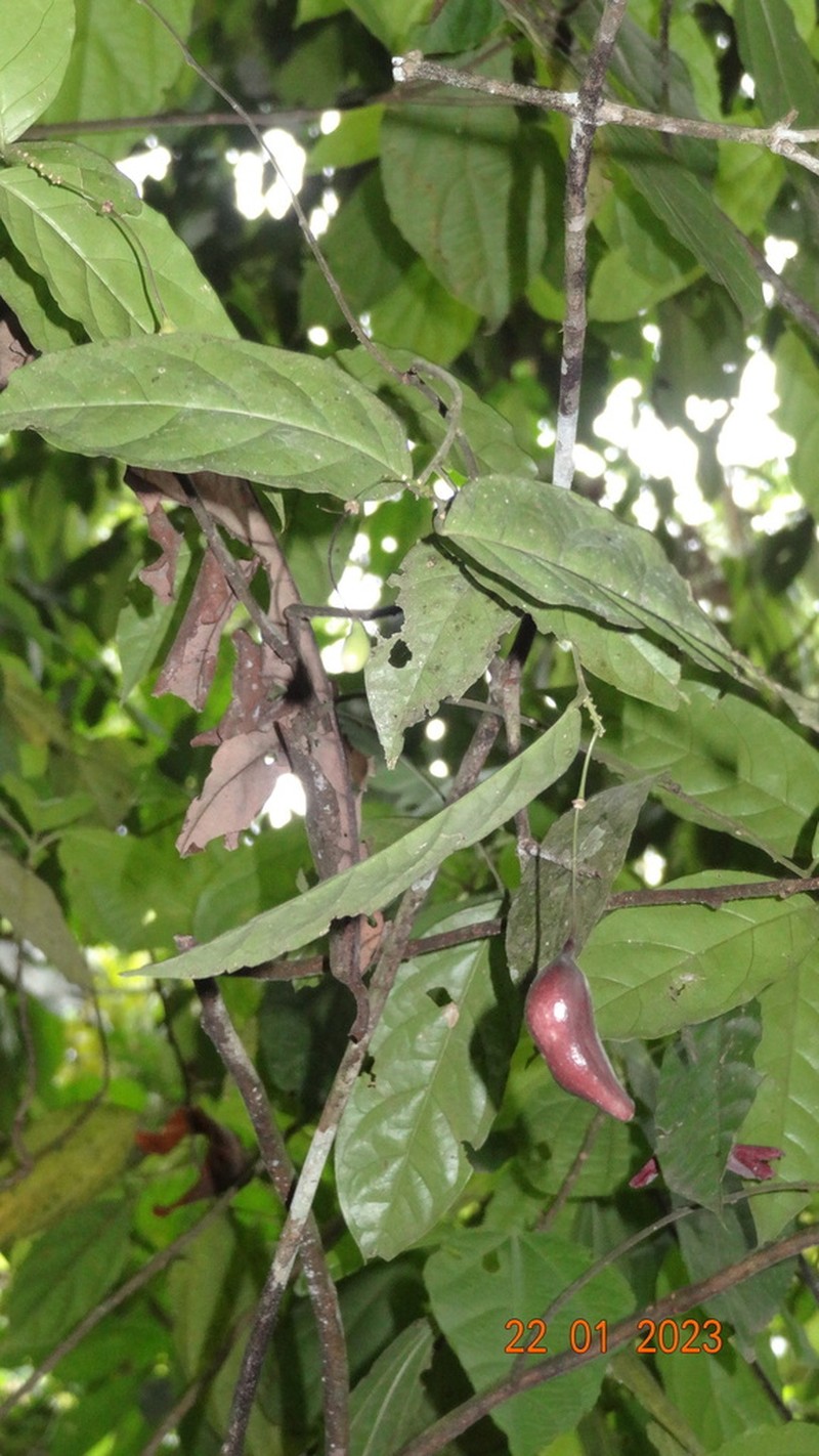 Morisonia ecuadorica