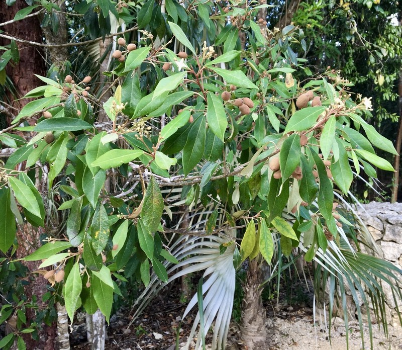 Morisonia ferruginea