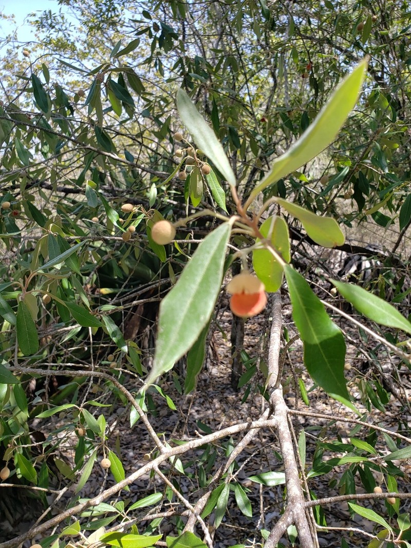 Morisonia ferruginea photo 2