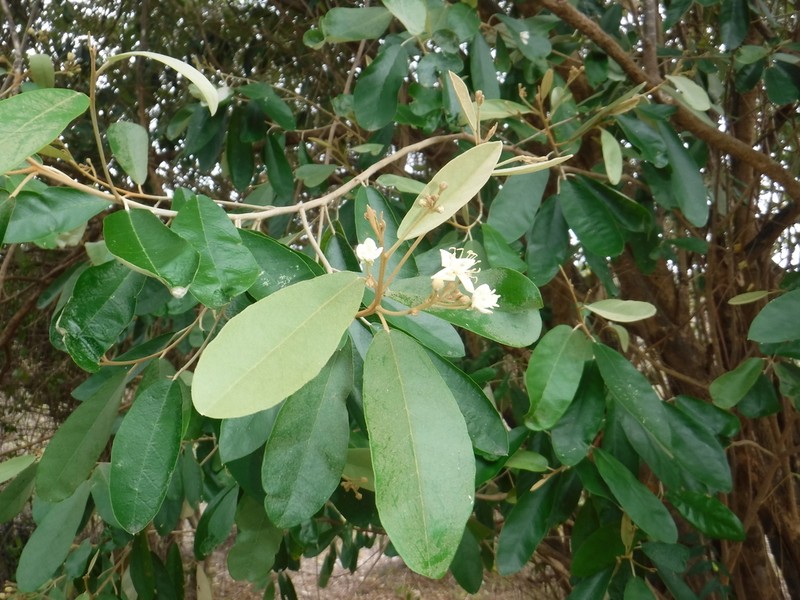 Morisonia ferruginea photo 5