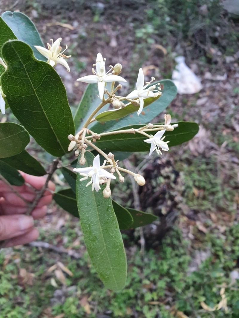 Morisonia ferruginea photo 7
