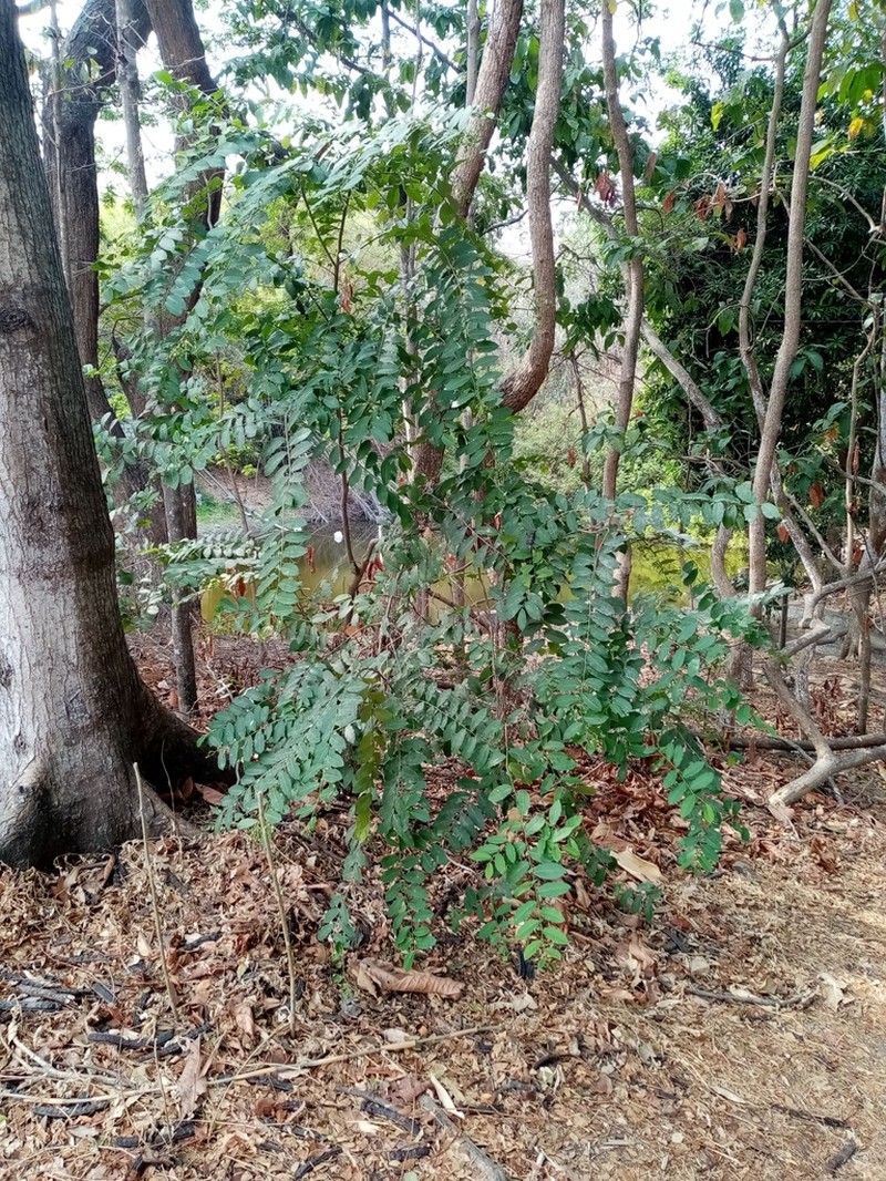 Morisonia heterophylla photo 2
