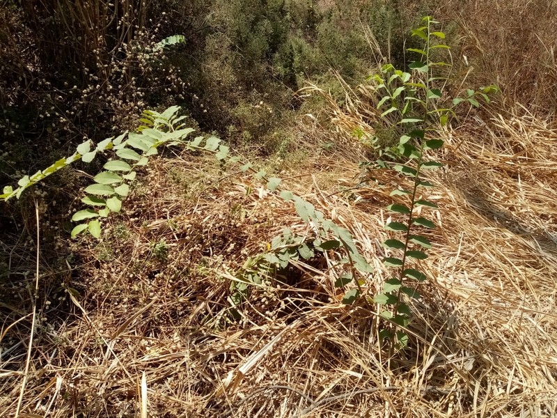 Morisonia heterophylla photo 3