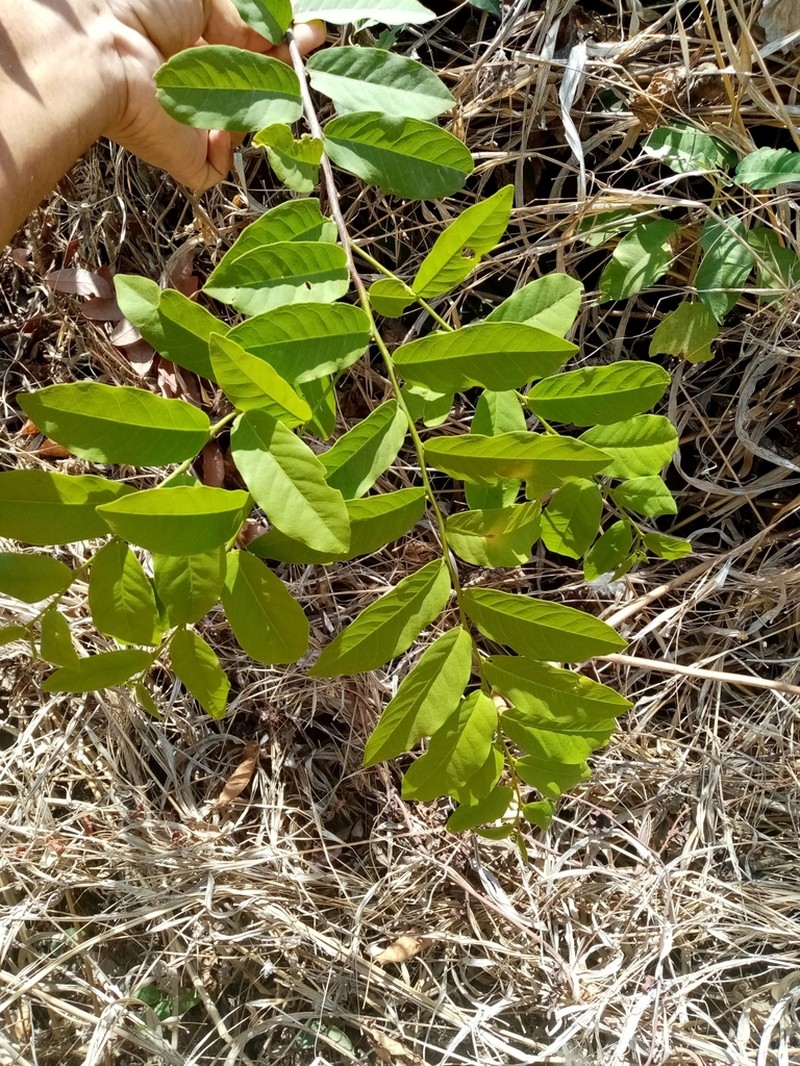 Morisonia heterophylla photo 5