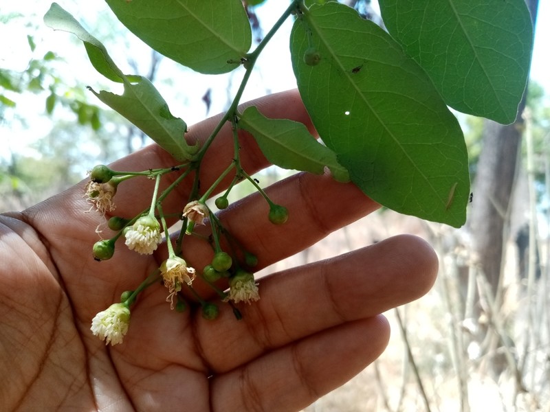 Morisonia heterophylla photo 6