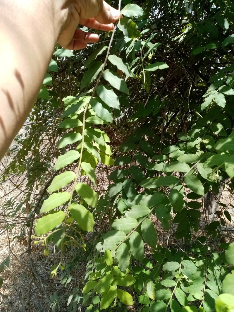 Morisonia heterophylla photo 7