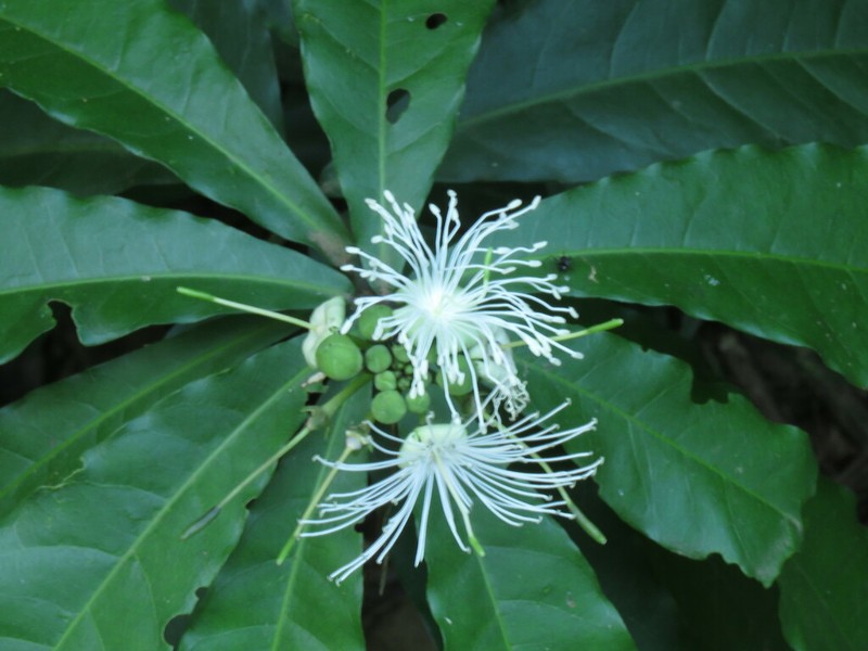 Morisonia humilis