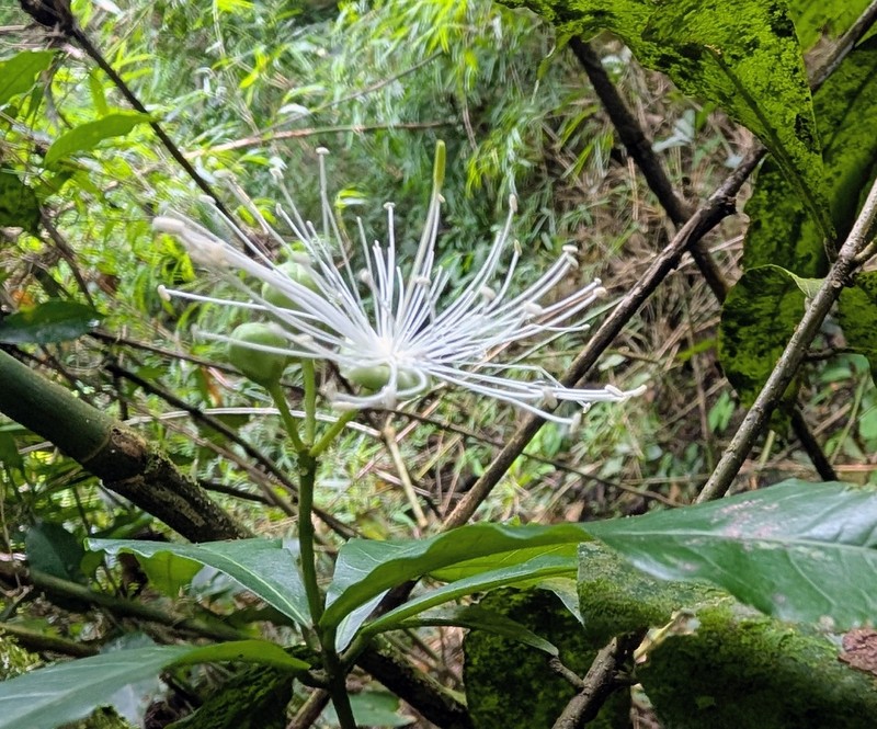 Morisonia humilis photo 2