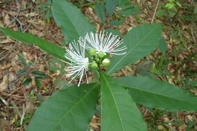 Morisonia humilis photo 3