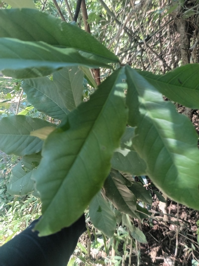 Morisonia humilis photo 4