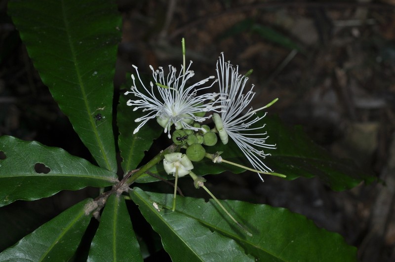 Morisonia humilis photo 5