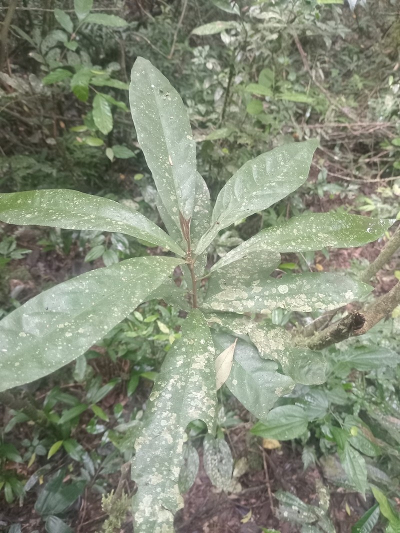 Morisonia humilis photo 6