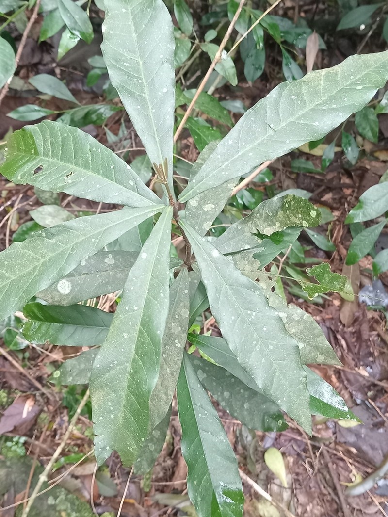 Morisonia humilis photo 7