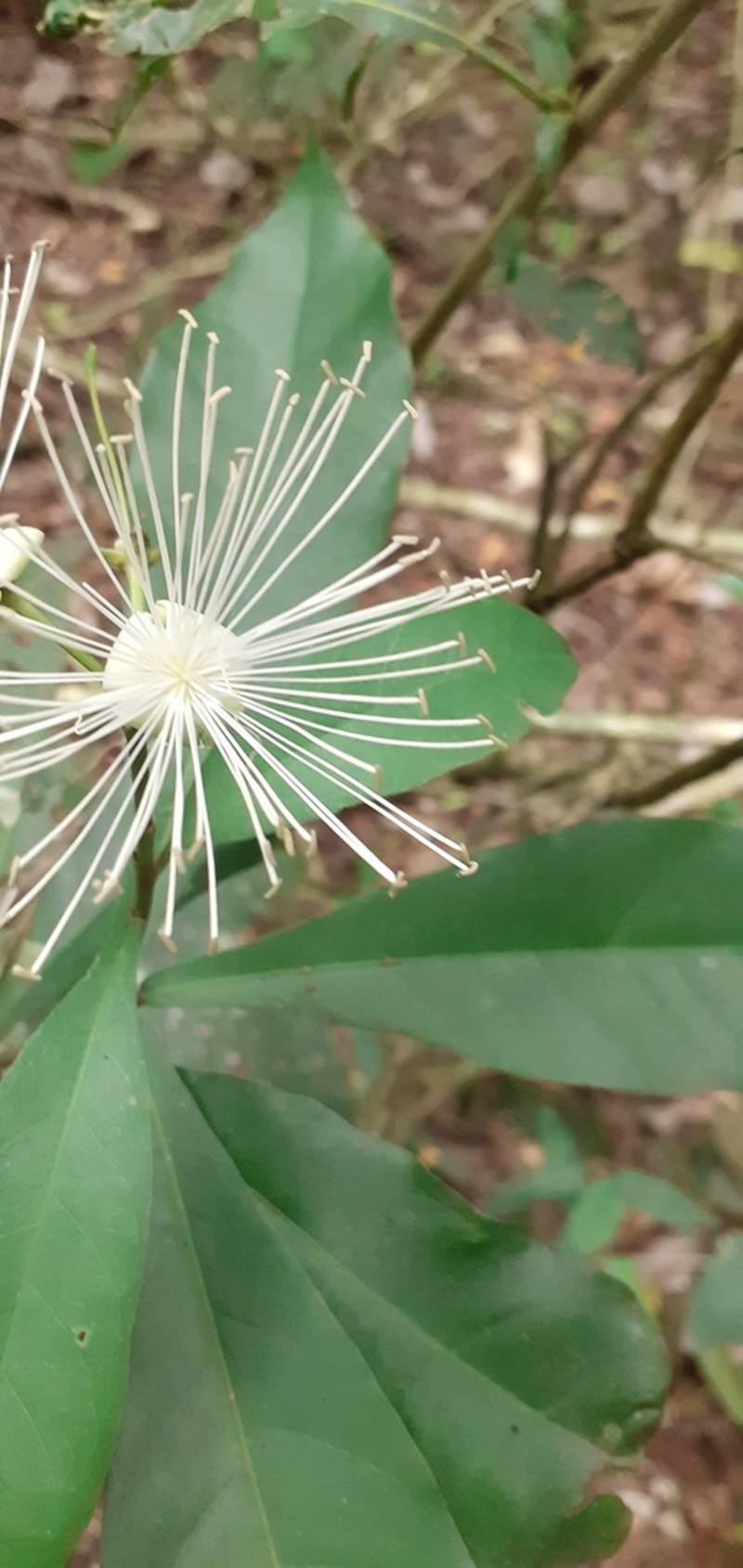 Morisonia humilis photo 8