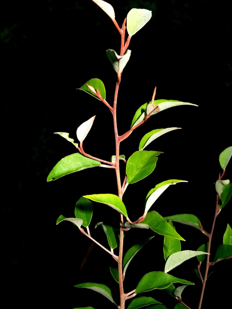 Hoary Caper photo 3