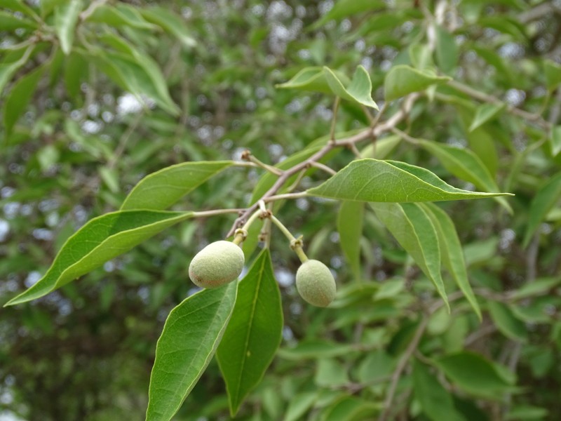 Hoary Caper