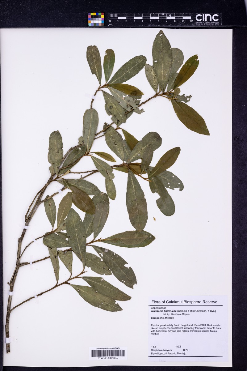 Morisonia lindeniana