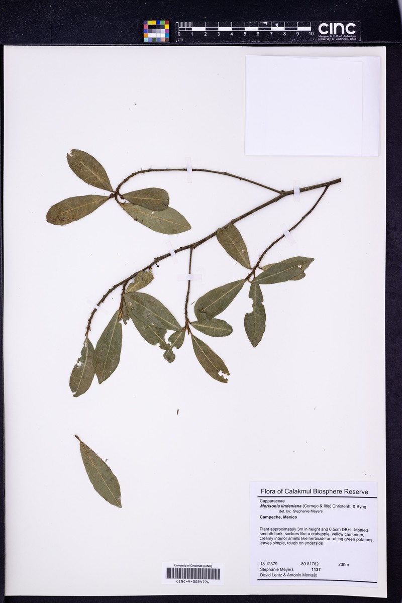 Morisonia lindeniana photo 3