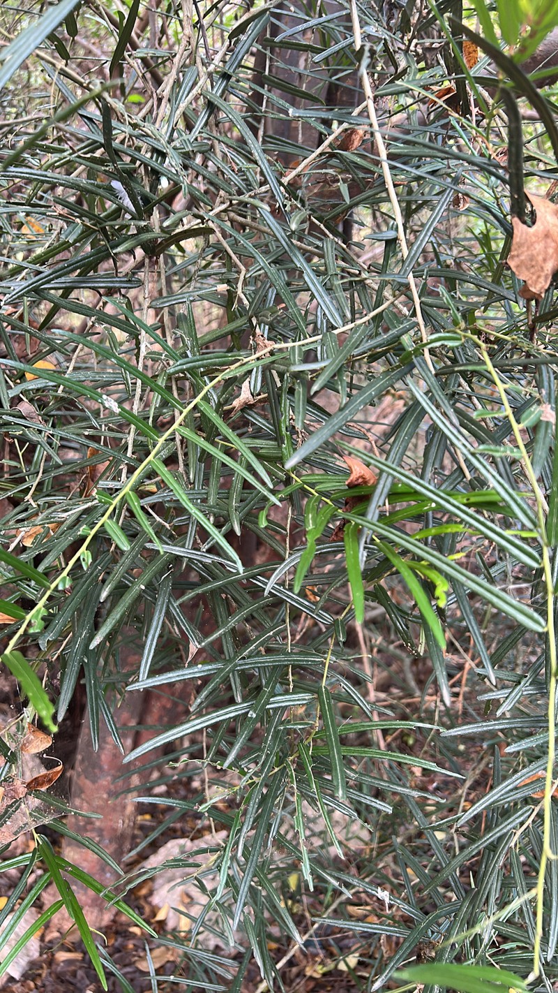 Morisonia linearis photo 2