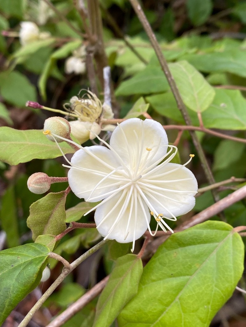 Morisonia lineata