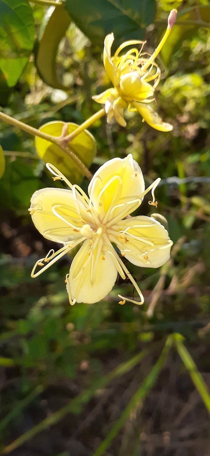 Morisonia lineata photo 2