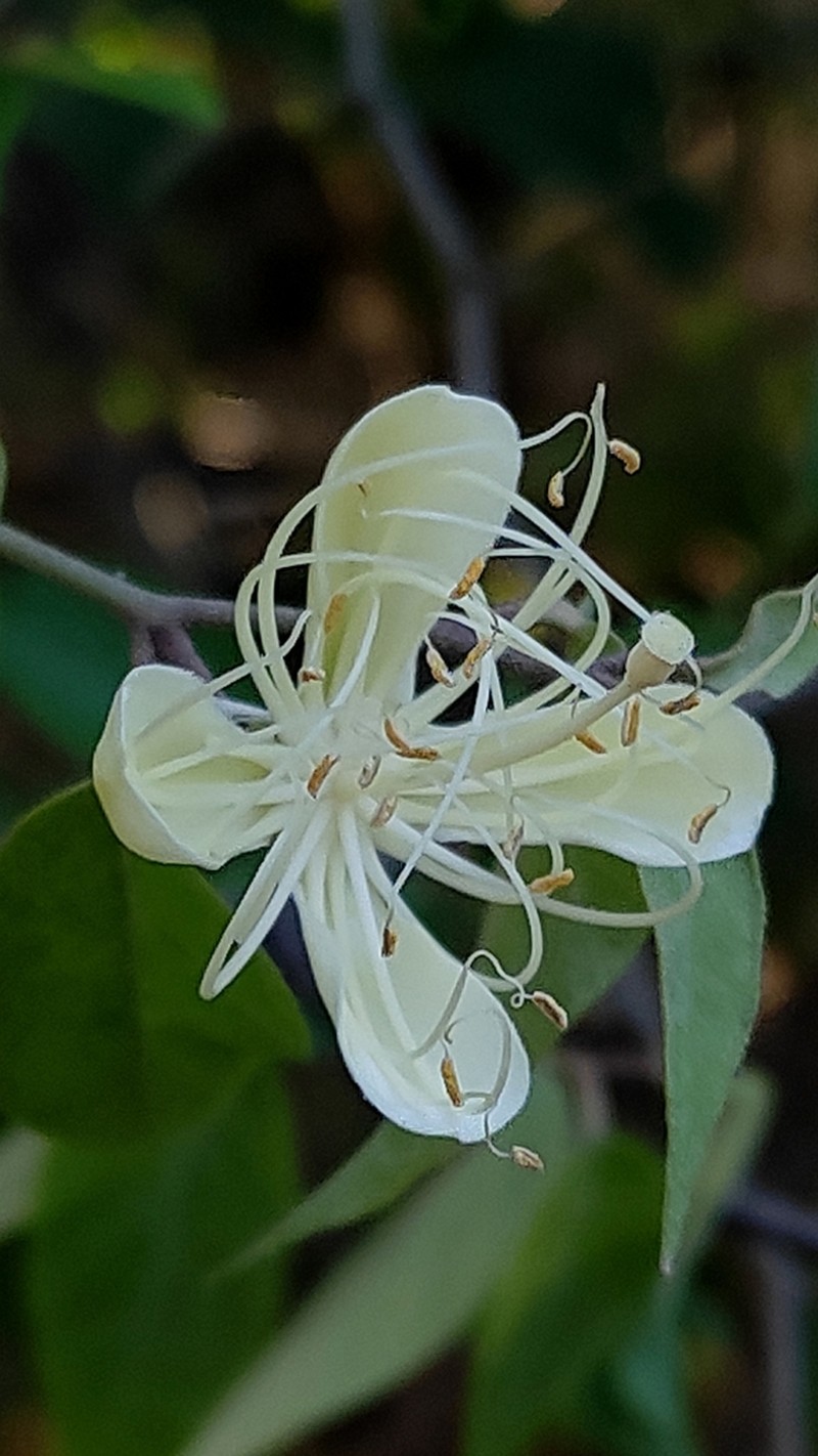 Morisonia lineata photo 3