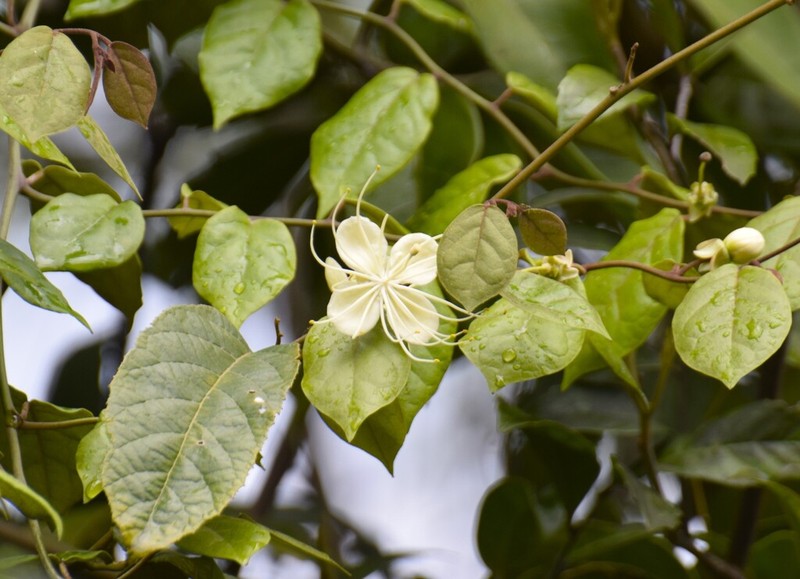 Morisonia lineata photo 4