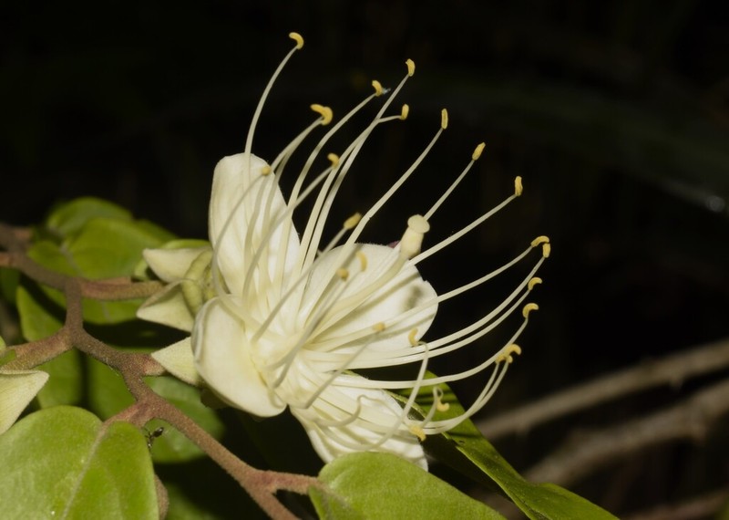 Morisonia lineata photo 5