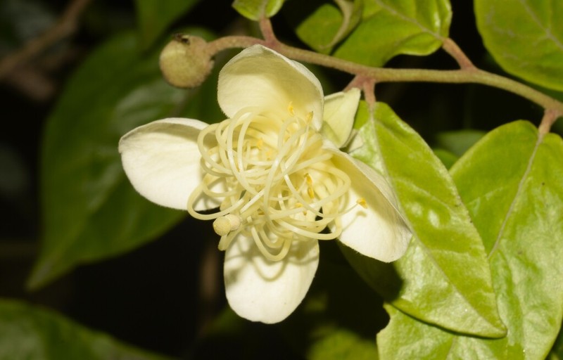 Morisonia lineata photo 6