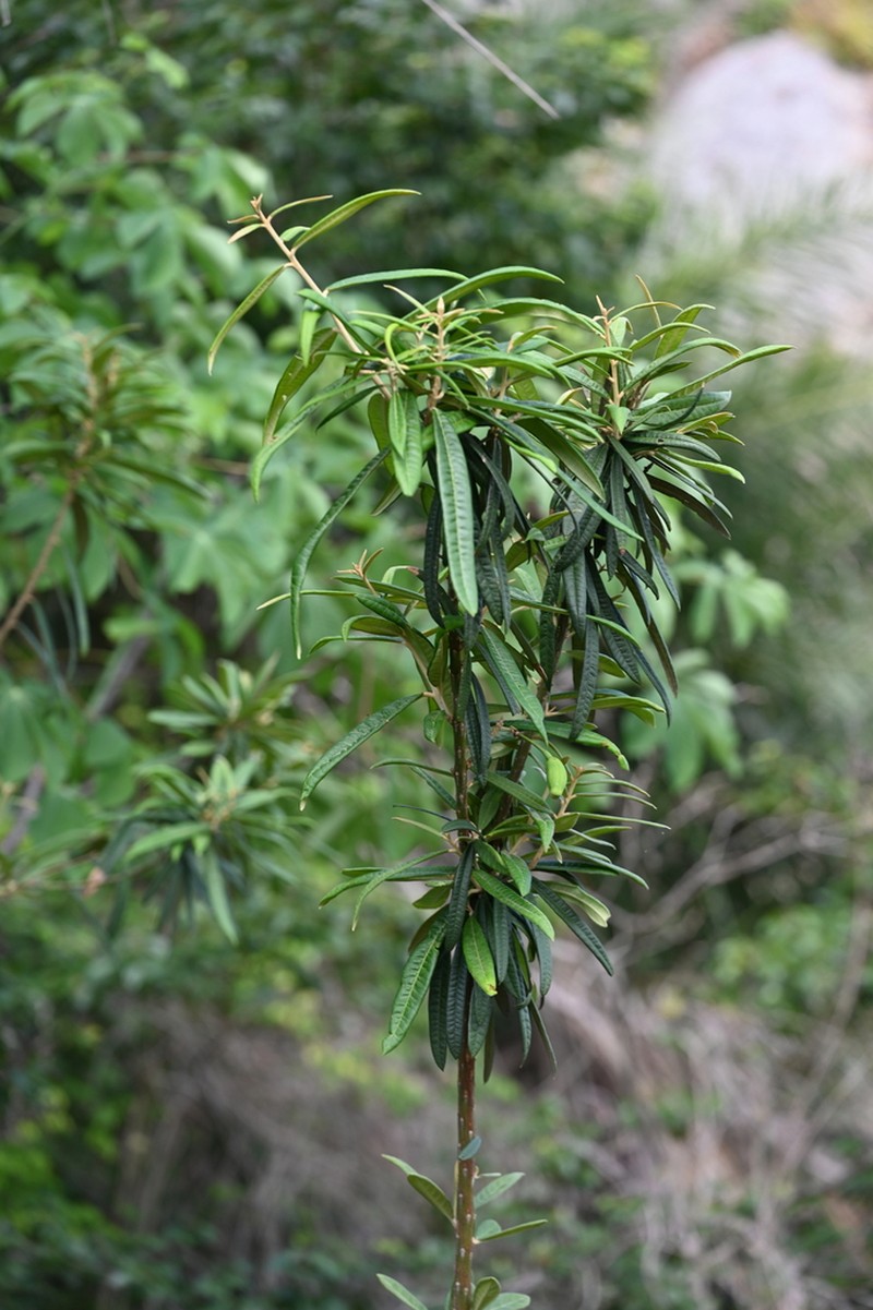 Morisonia longifolia