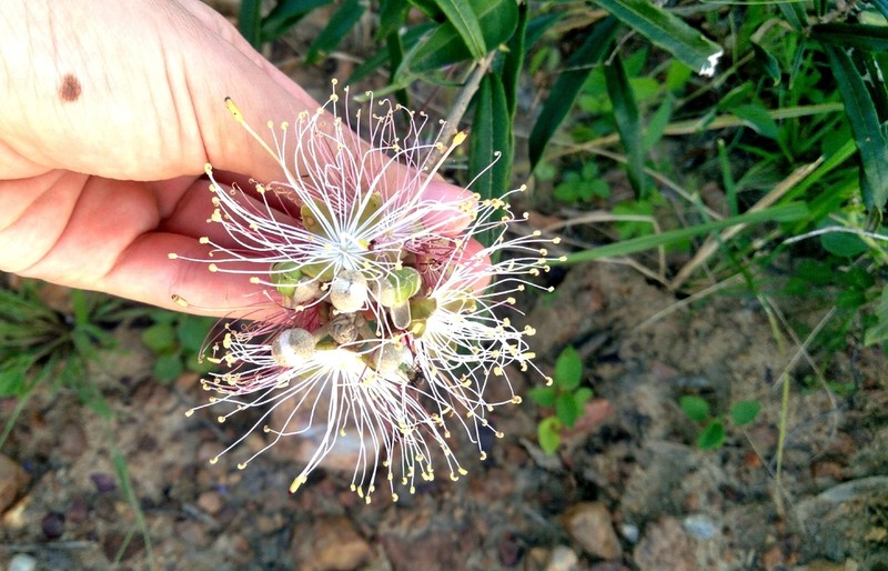 Morisonia longifolia photo 2