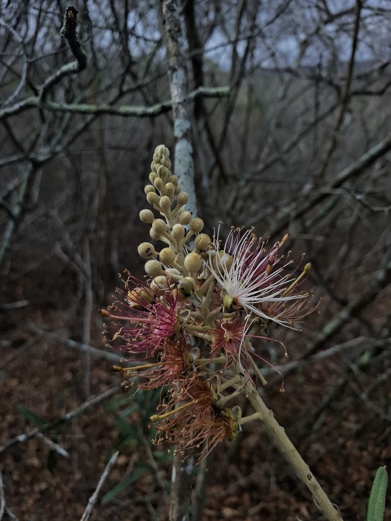 Morisonia longifolia photo 3